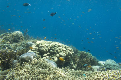 Flock of fish swimming in sea