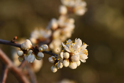 Close-up of hawthorn blossoms in spring