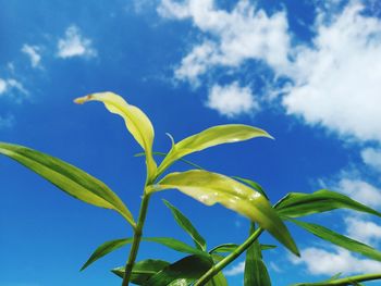 Low angle view of flowering plant against blue sky