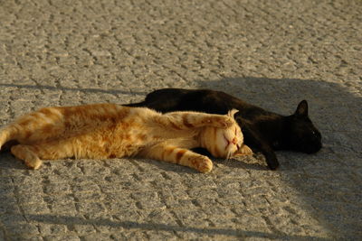 Cat sleeping on footpath