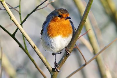 Close-up of bird perching on branch