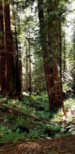 Trees in forest