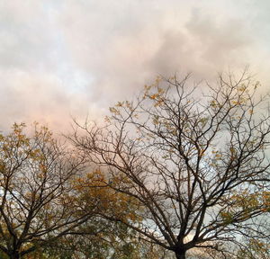 Low angle view of bare tree against sky