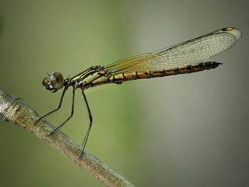 Close-up of grasshopper on stem