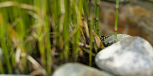 Close-up of insect on grass