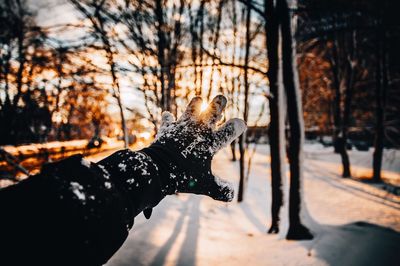 Cropped hand of person during winter