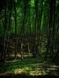 Trees growing in forest