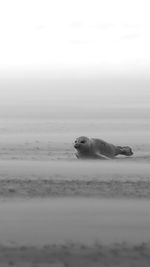 Lonely seal on the beach