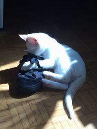 Close-up of cat on wooden floor