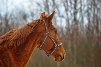 Close-up of a horse