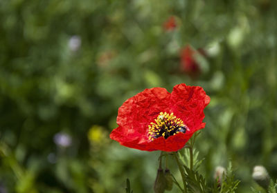 Close-up of red flower