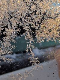 Close-up of tree by lake against sky