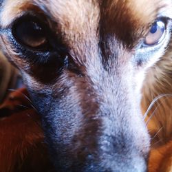 Close-up portrait of dog