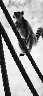 Close-up of ring-tailed lemur on rope against sky