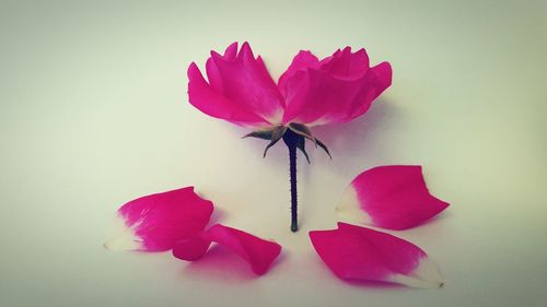 Close-up of flower over white background