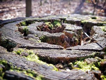 Close-up of tree stump in forest