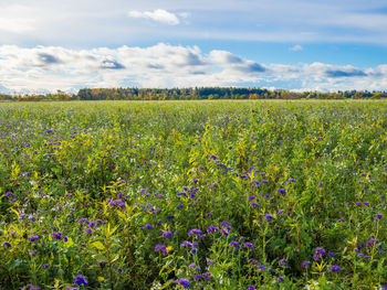 Scenic view of flowering field against sky