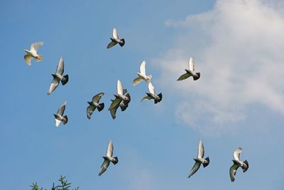 Low angle view of birds flying against sky