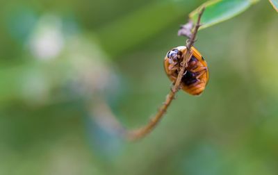 Close-up of insect on leaf