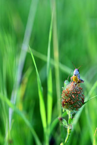 Close-up of insect on flower