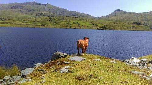 Dog standing on mountain by lake against sky