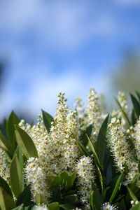 Close-up of flowering plants