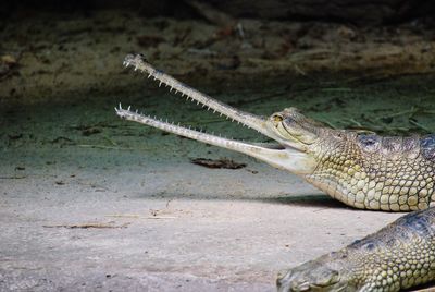 Close-up of lizard on land