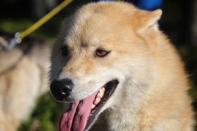 Close-up of dog looking away