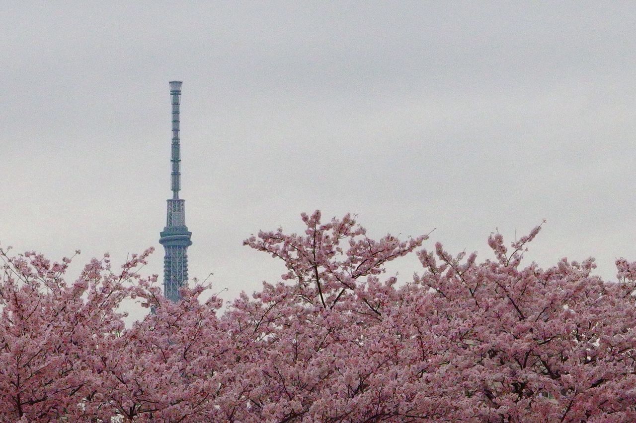 low angle view, flower, tree, tower, built structure, sky, growth, communications tower, architecture, clear sky, tall - high, nature, day, copy space, no people, outdoors, beauty in nature, branch, building exterior, travel destinations