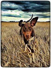 Field against cloudy sky