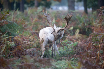 Deer standing on field