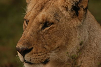 Close-up of lion