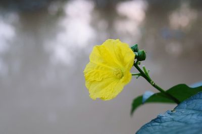 Close-up of yellow flowering plant