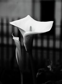 Close-up of white rose blooming outdoors