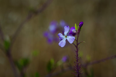 flowering plant