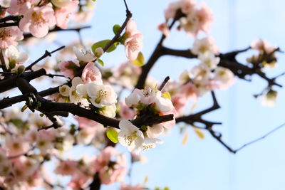 Close-up of apple blossoms in spring