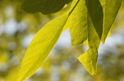 Close-up of leaves