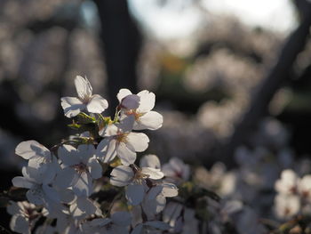 Close-up of white cherry blossoms