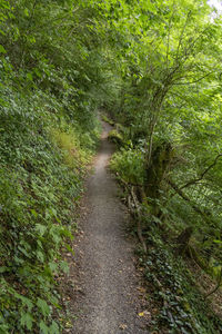 Footpath amidst trees in forest