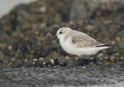Close-up of sandpiper on rock