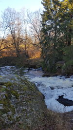 Scenic view of river stream in forest