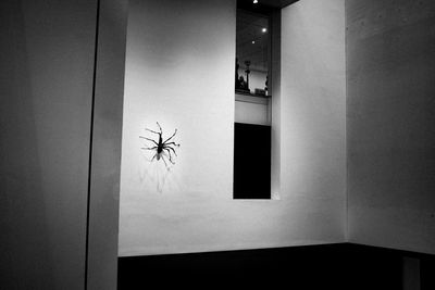 Spider on illuminated window