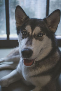 Close-up portrait of dog