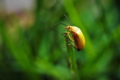 Close-up of insect on flower