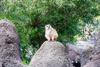 Close-up of owl perching on tree