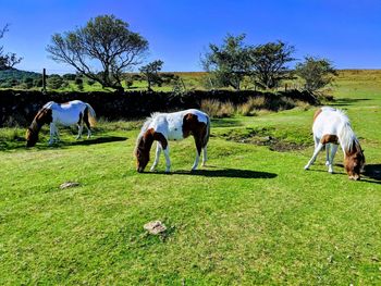 Horses grazing in a field