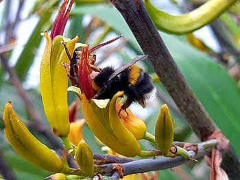 Close-up of insect on flower