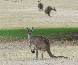 Western grey kangaroo, macropus fuliginosus,  photo was taken in western australia