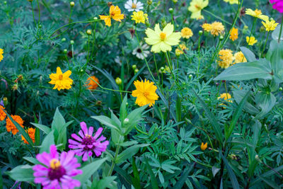 Close-up of yellow flowering plants on field