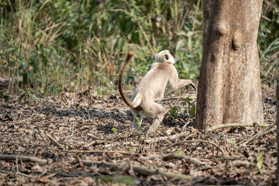 Monkey sitting on field